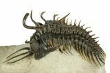 Short-Fork Walliserops Hammi Trilobite - Foum Zguid, Morocco #179603-1